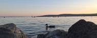 Balatonfűzfő in a Day